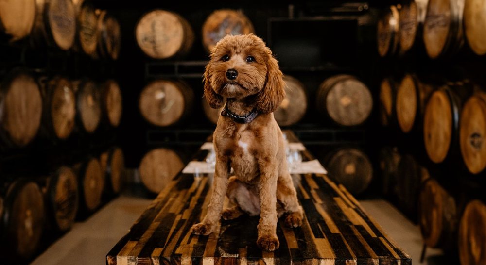 Dogs along the TN Whiskey Tail