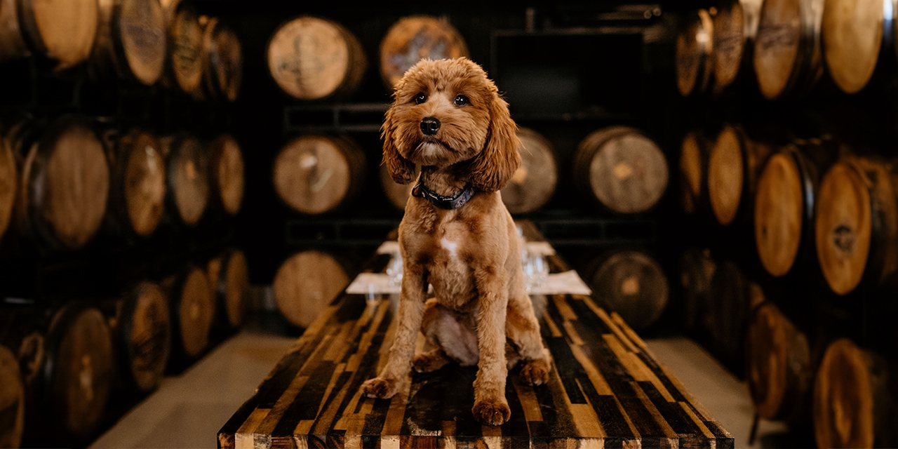 Dogs along the TN Whiskey Tail